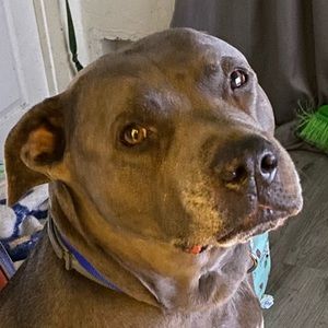 Meet your Posher, Thomas